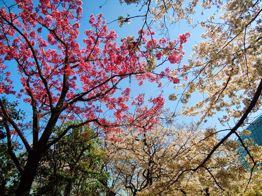 日本庭園