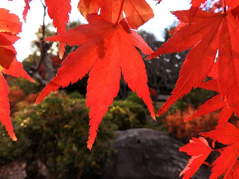 日本庭園