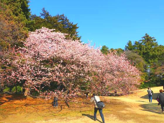 日本庭園