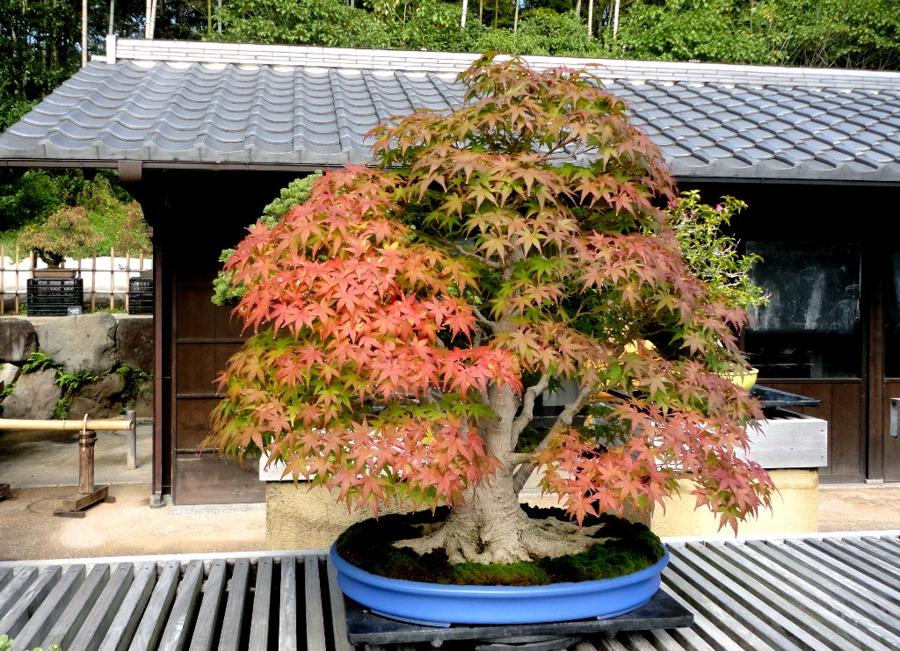 日本庭園