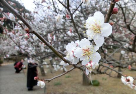 日本庭園