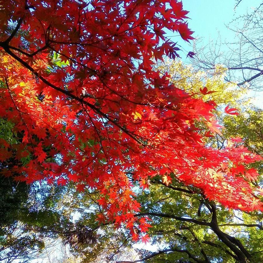 日本庭園