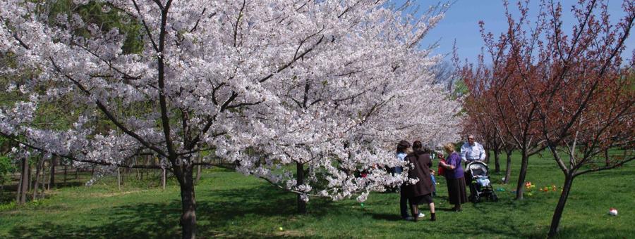 日本庭園