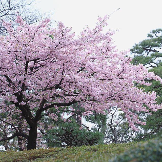 日本庭園