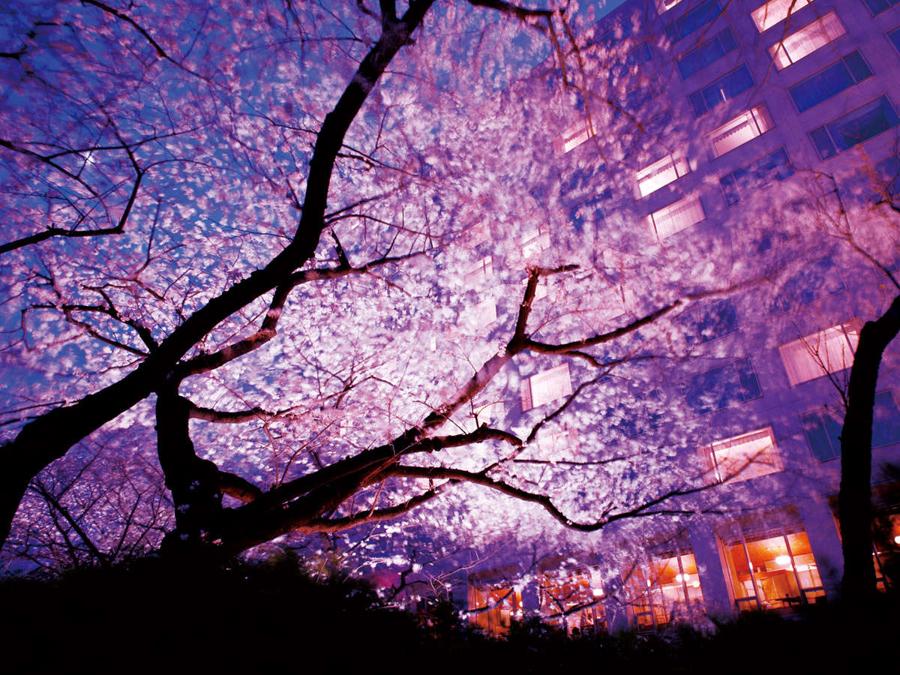 日本庭園