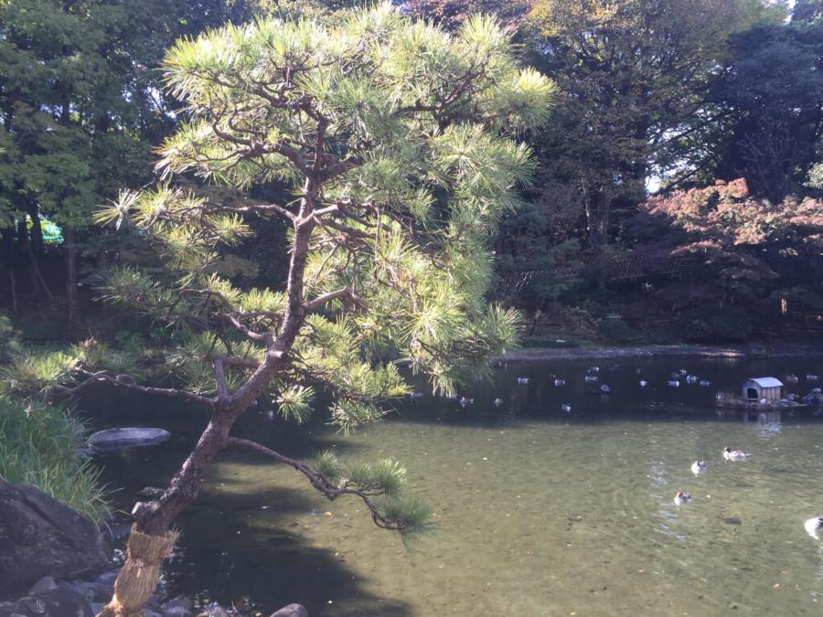 日本庭園