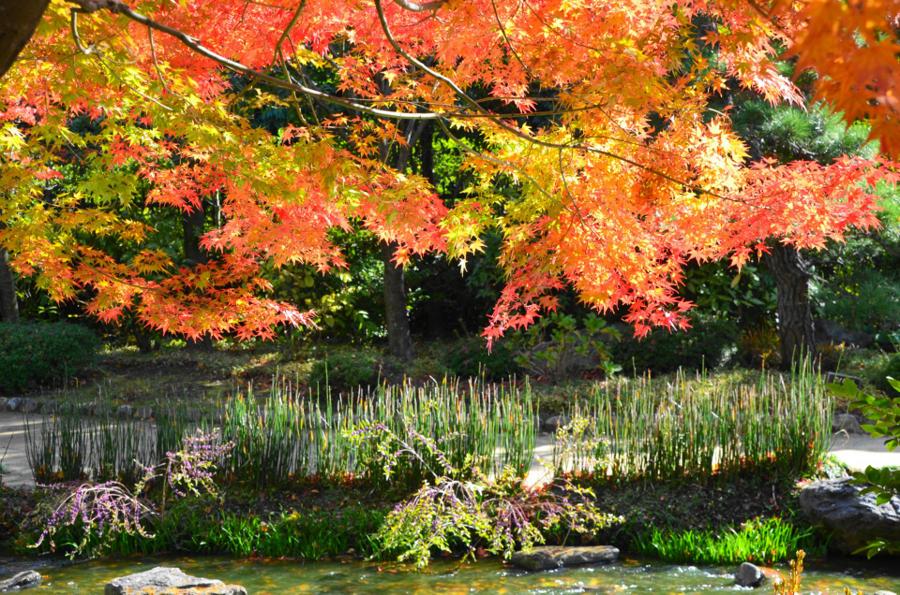 日本庭園
