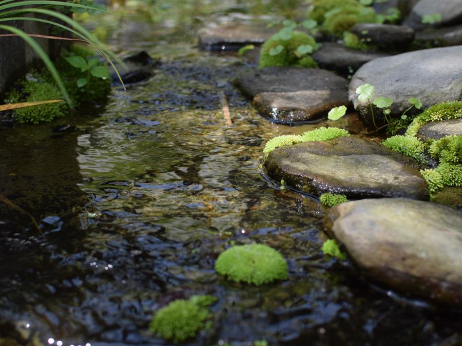 日本庭園