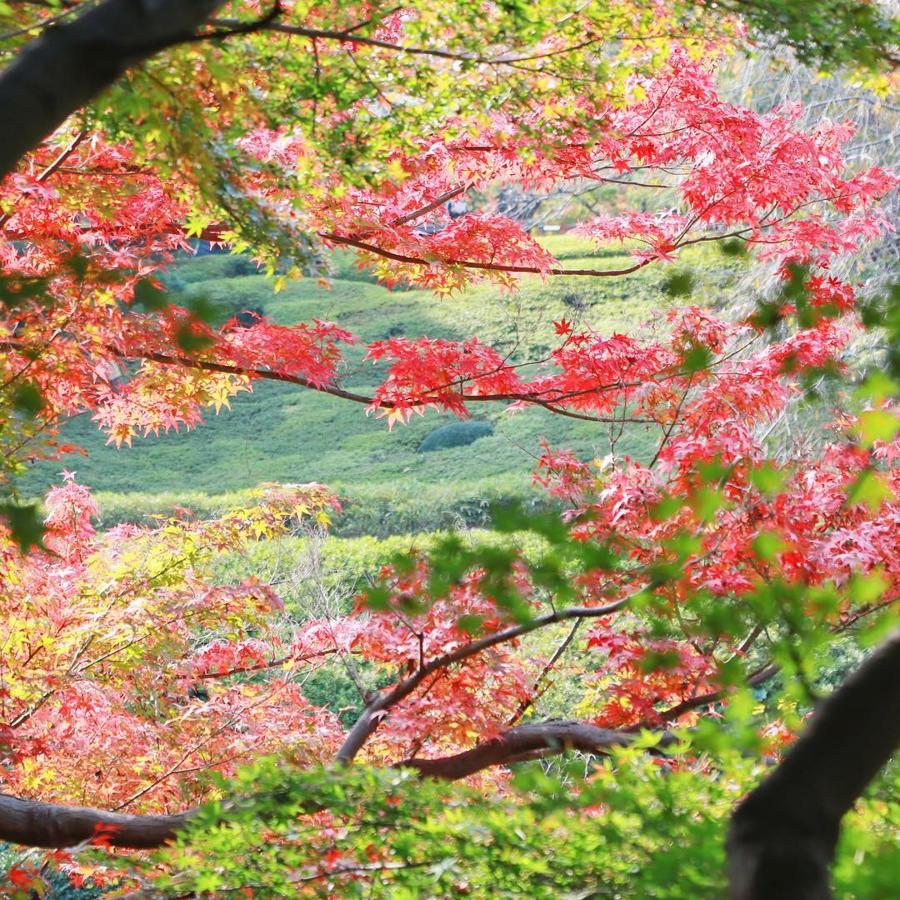 日本庭園