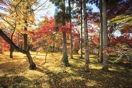 日本庭園