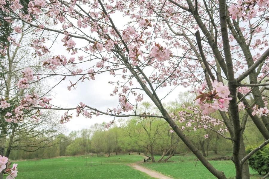 日本庭園