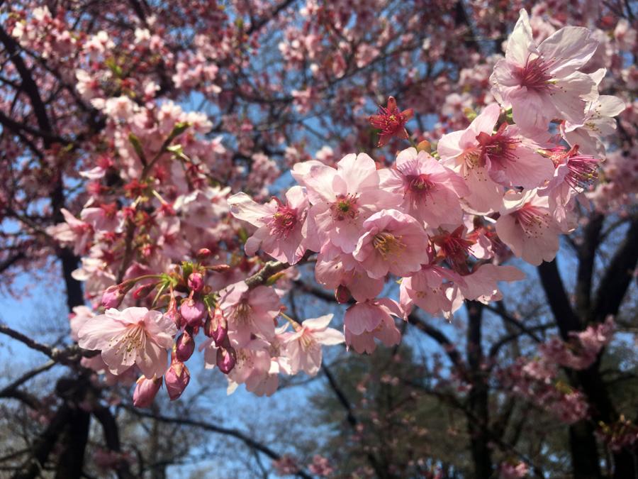 日本庭園