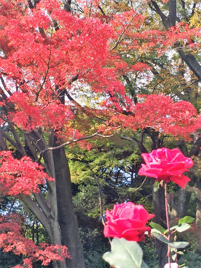 日本庭園