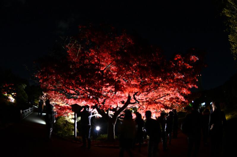 日本庭園