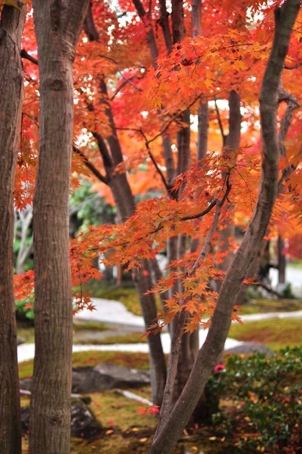 日本庭園