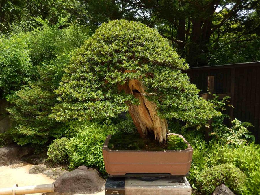 日本庭園