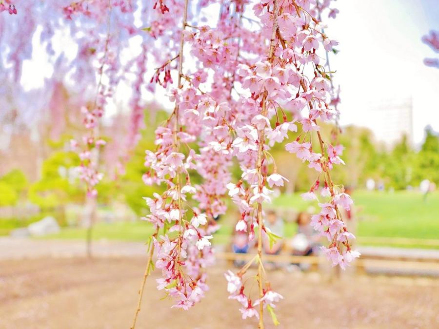 日本庭園