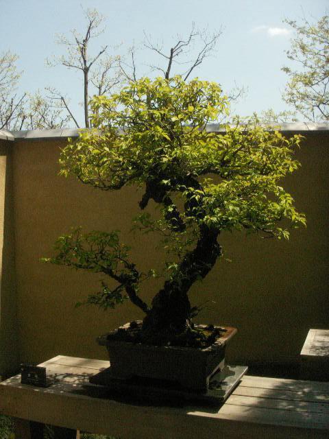 日本庭園