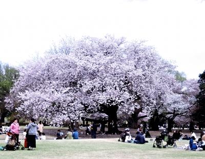 日本庭園