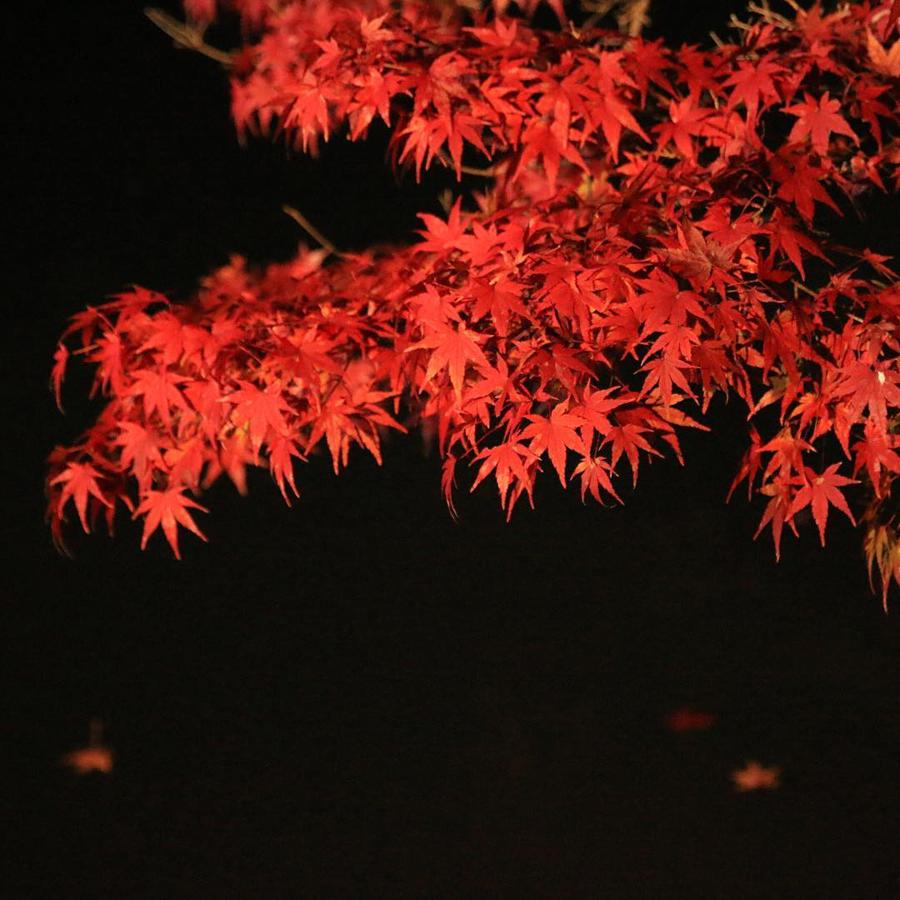 日本庭園