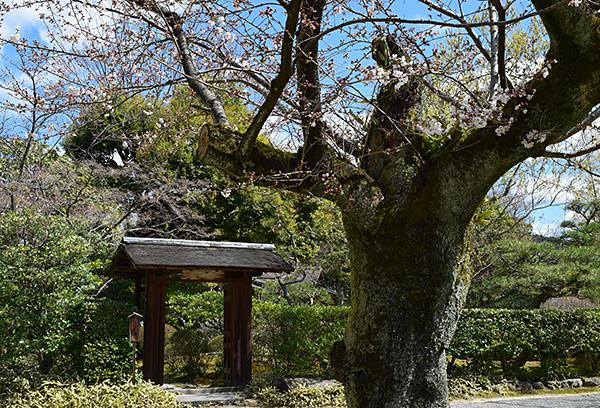 日本庭園