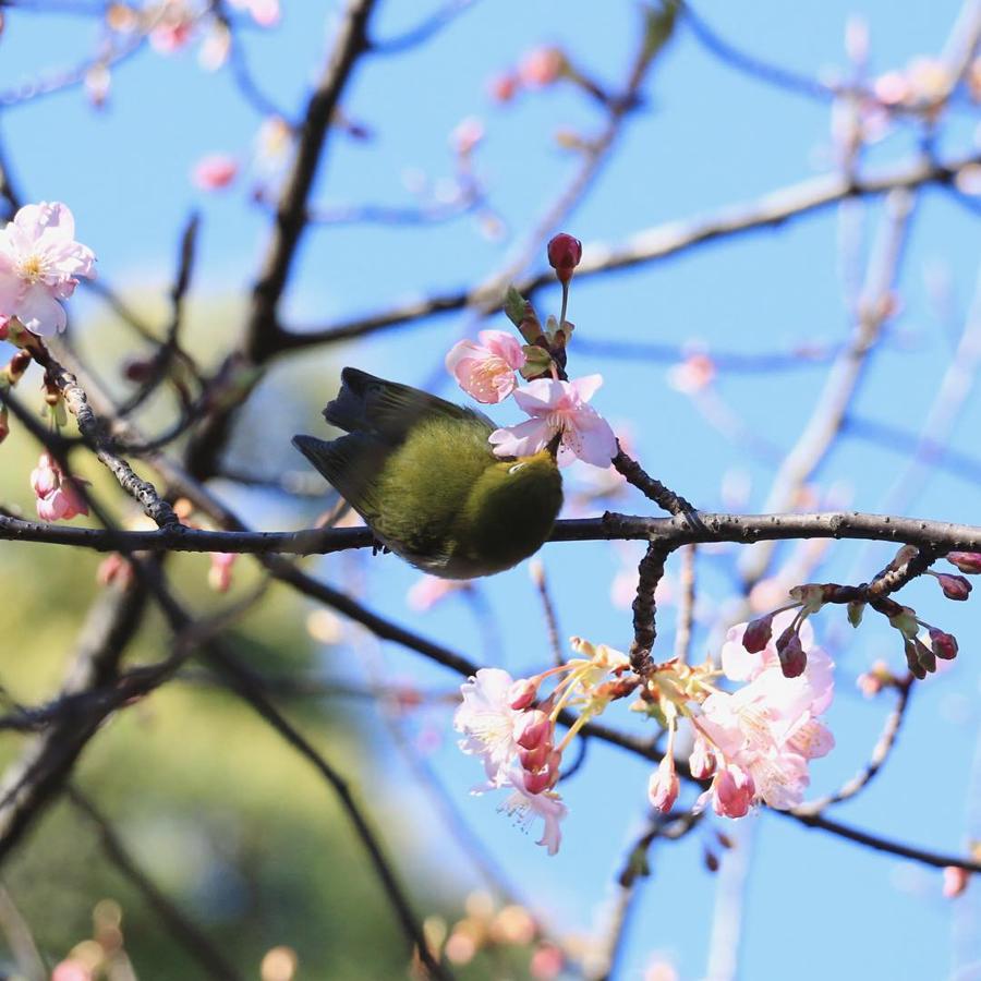 日本庭園