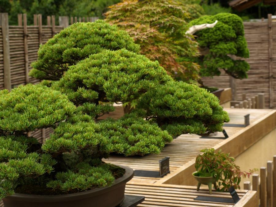 日本庭園