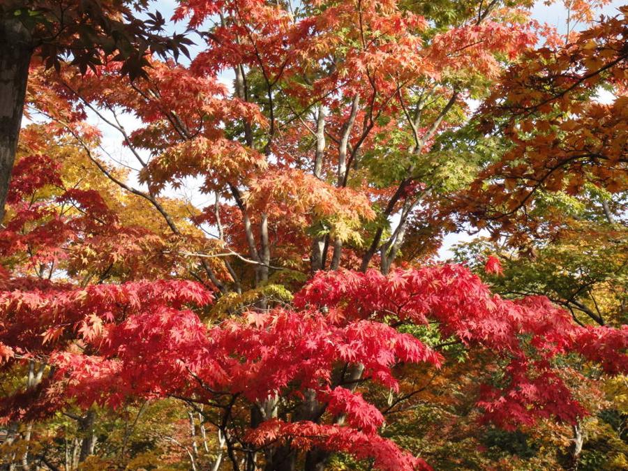 日本庭園