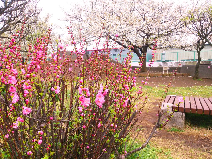 日本庭園
