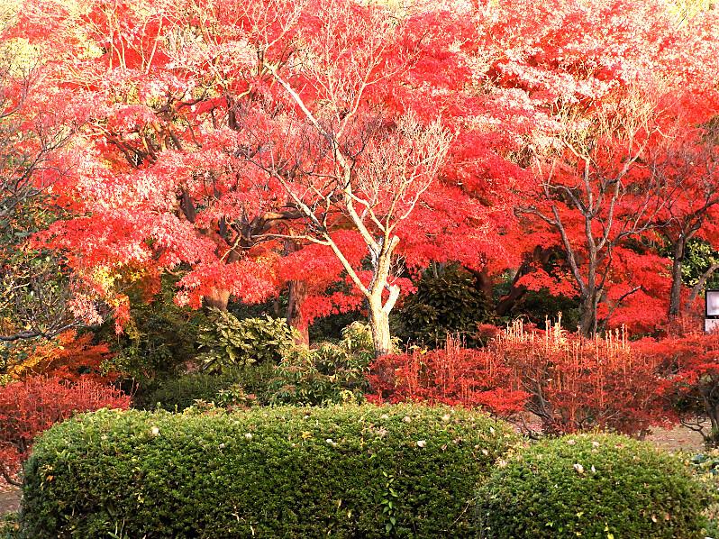 日本庭園