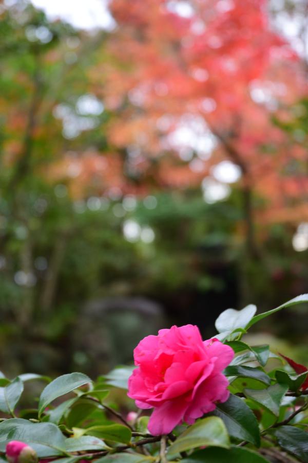 日本庭園
