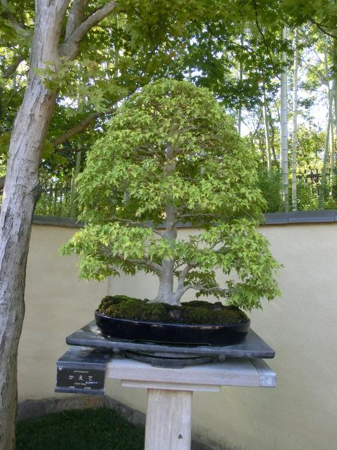 日本庭園