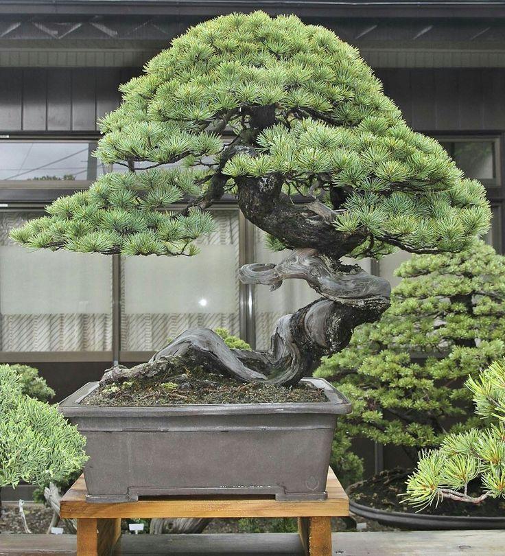 日本庭園