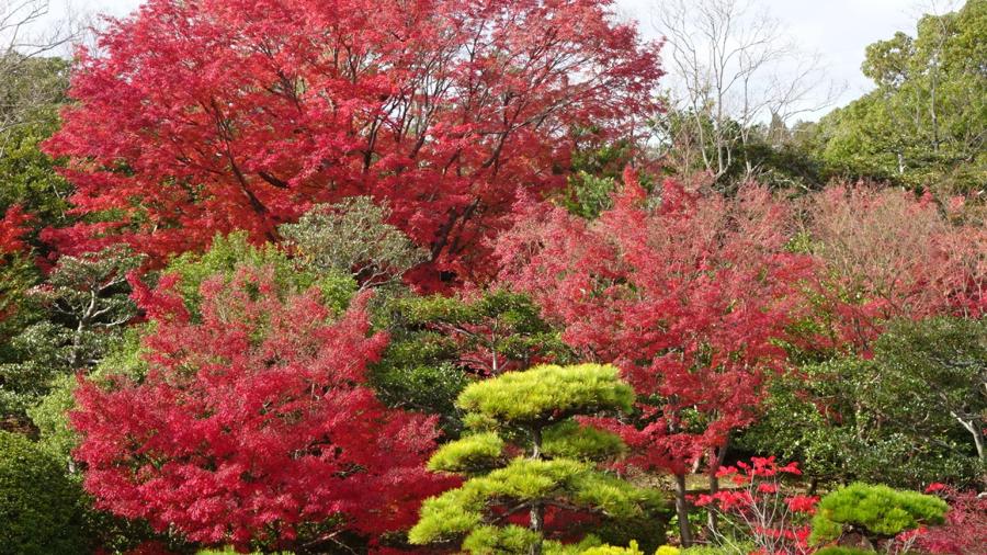 日本庭園