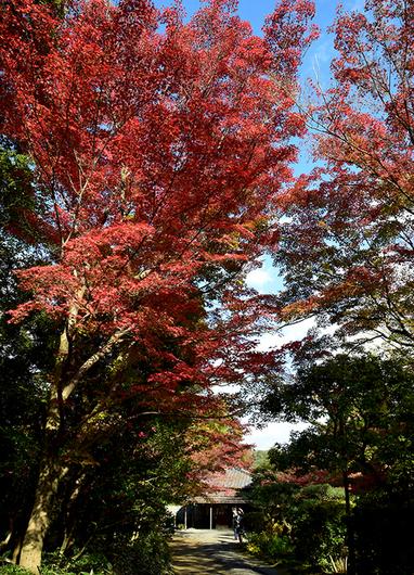 日本庭園