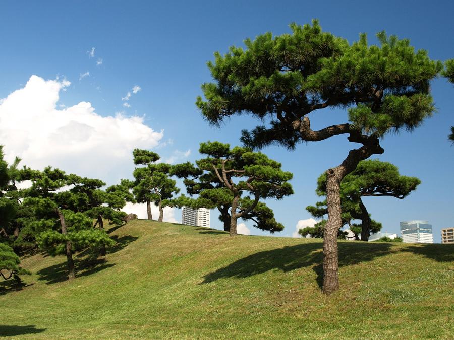 日本庭園