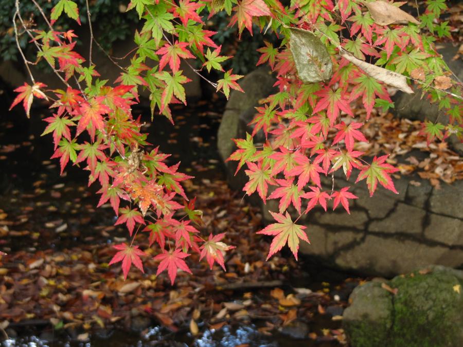 日本庭園