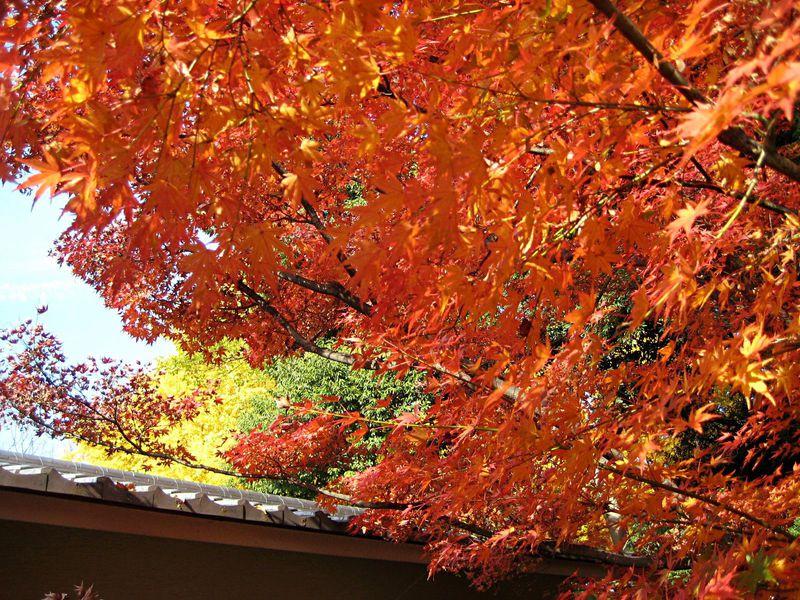 日本庭園