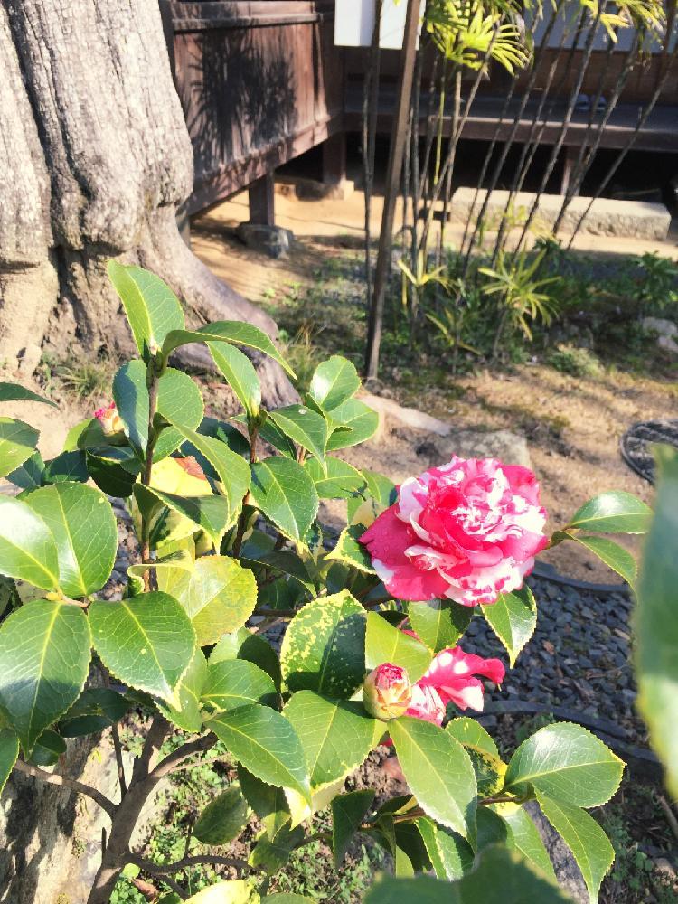 日本庭園