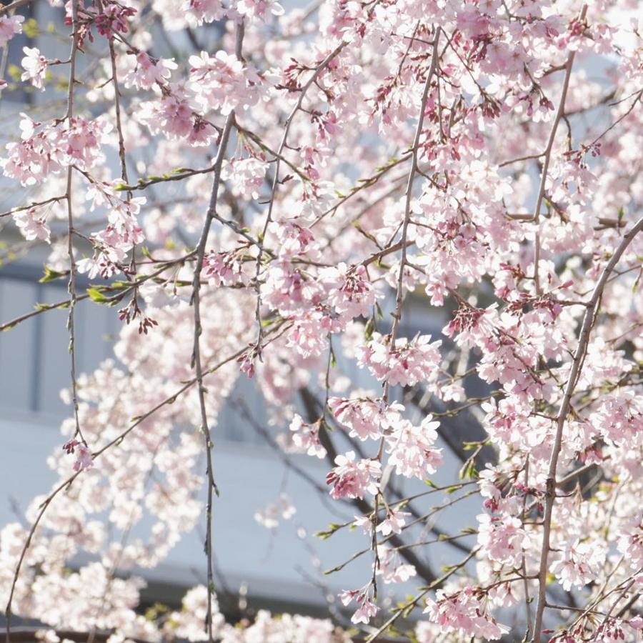 日本庭園