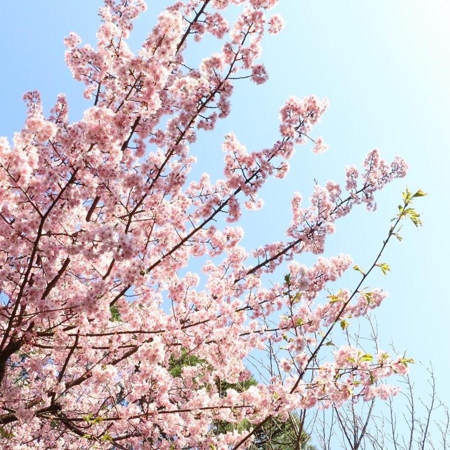 日本庭園