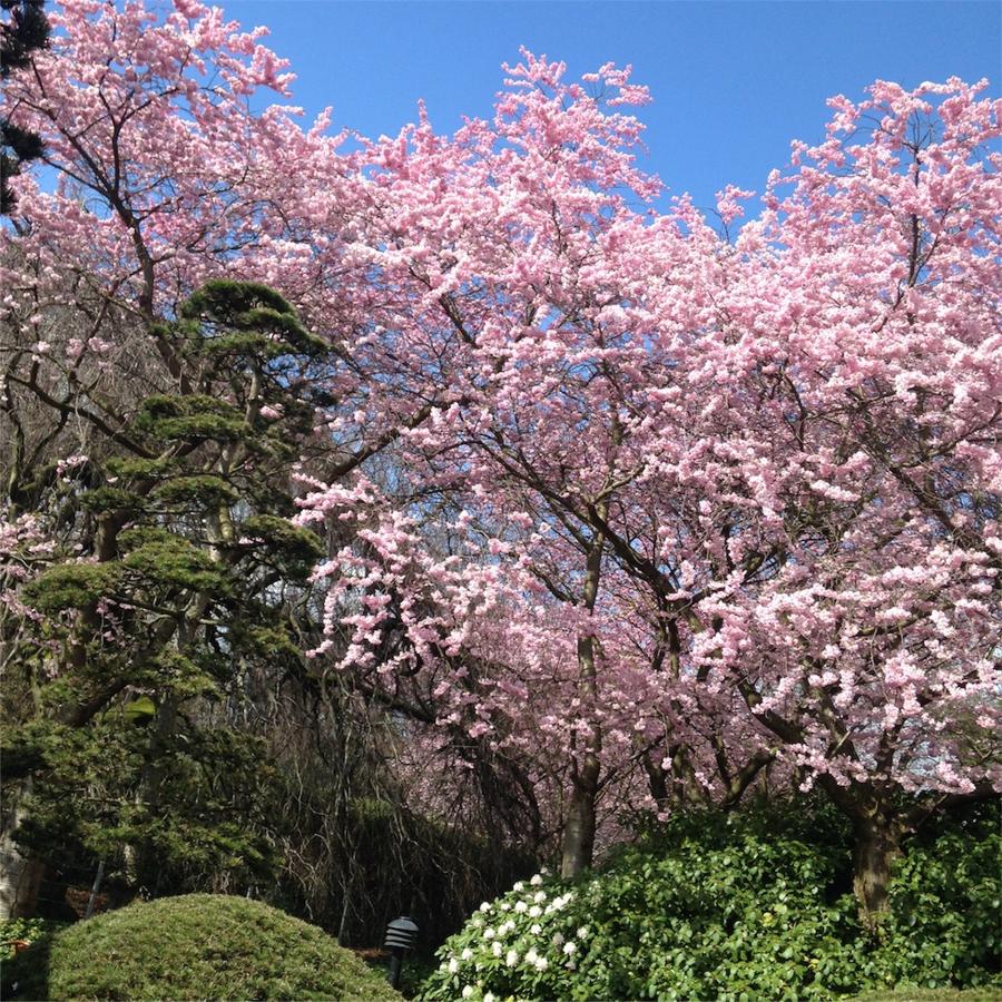日本庭園