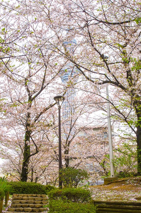 日本庭園