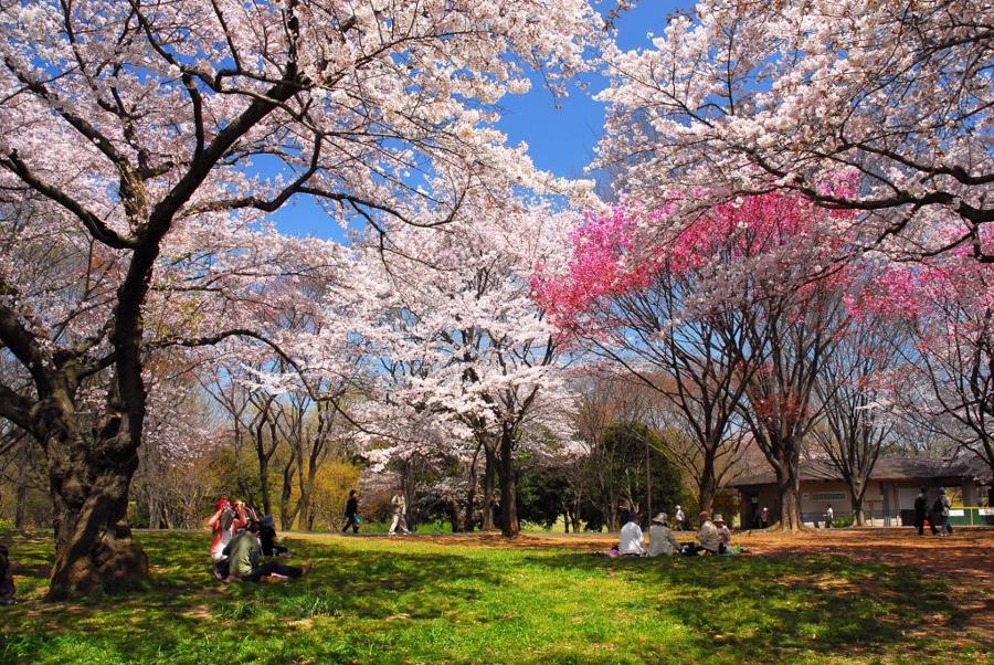 日本庭園