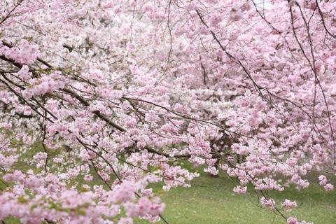日本庭園