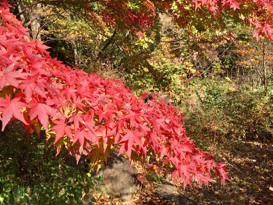 日本庭園