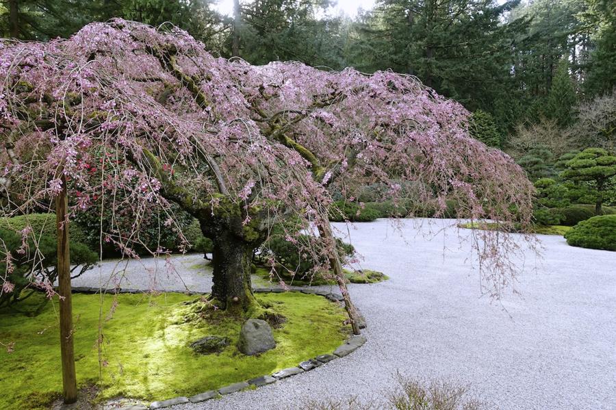 日本庭園