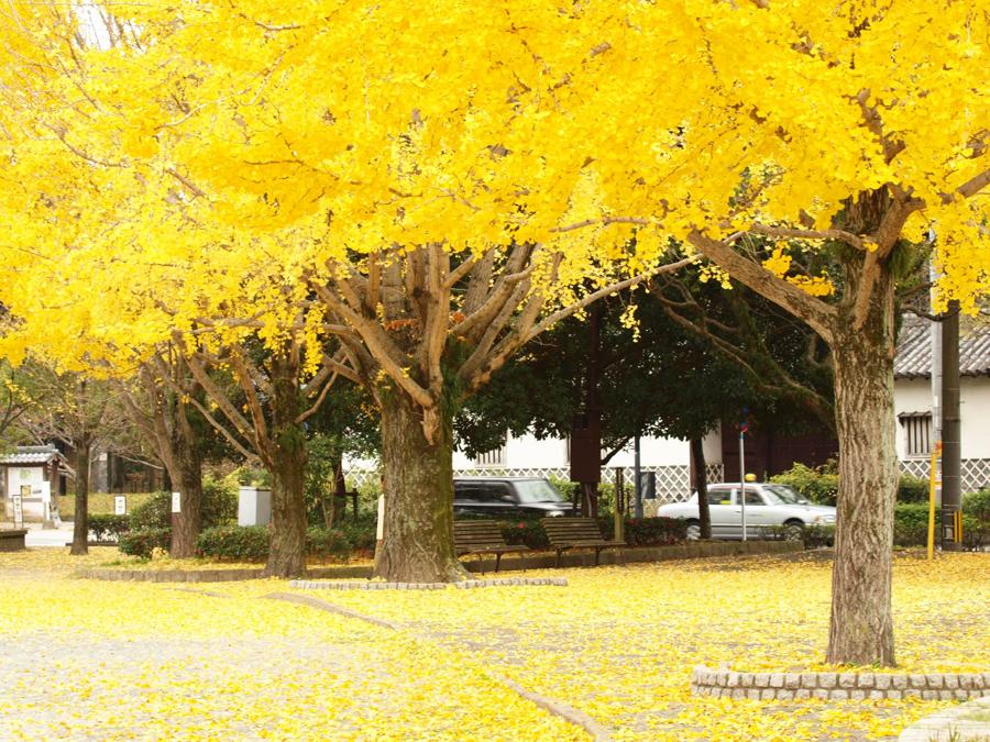 日本庭園