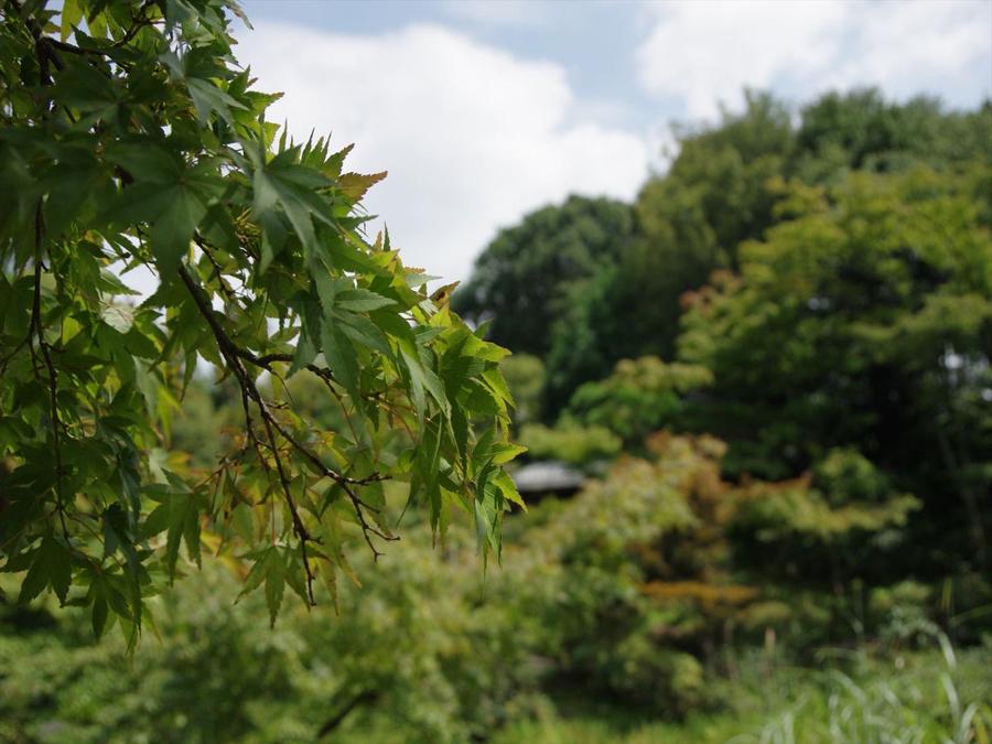 日本庭園