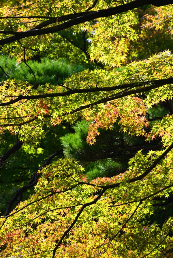 日本庭園